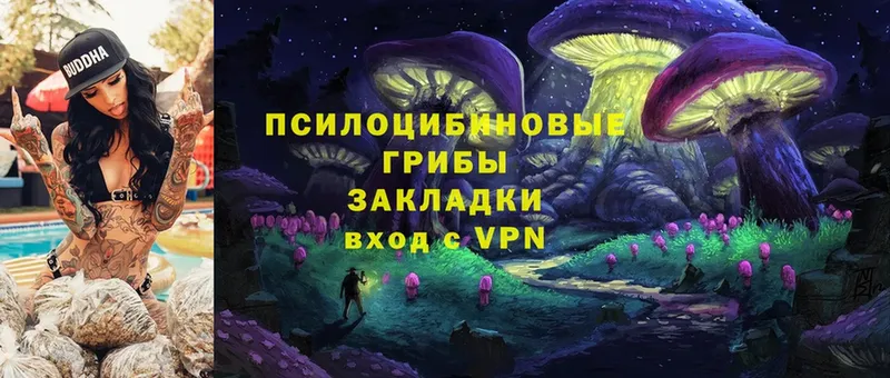 Псилоцибиновые грибы Psilocybe  Верхний Уфалей 